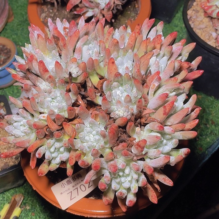 小鹿多肉一物一拍702好仙气