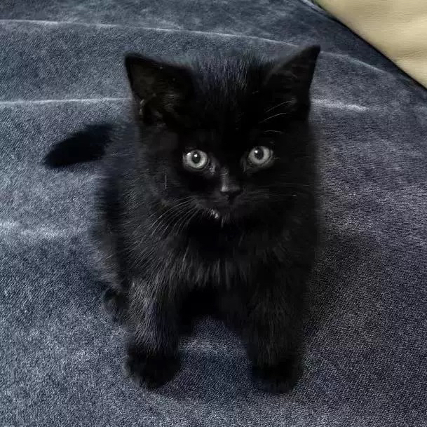 家猫活体农村正宗中华田园猫黑猫猫捉鼠狸白直播间一物一拍