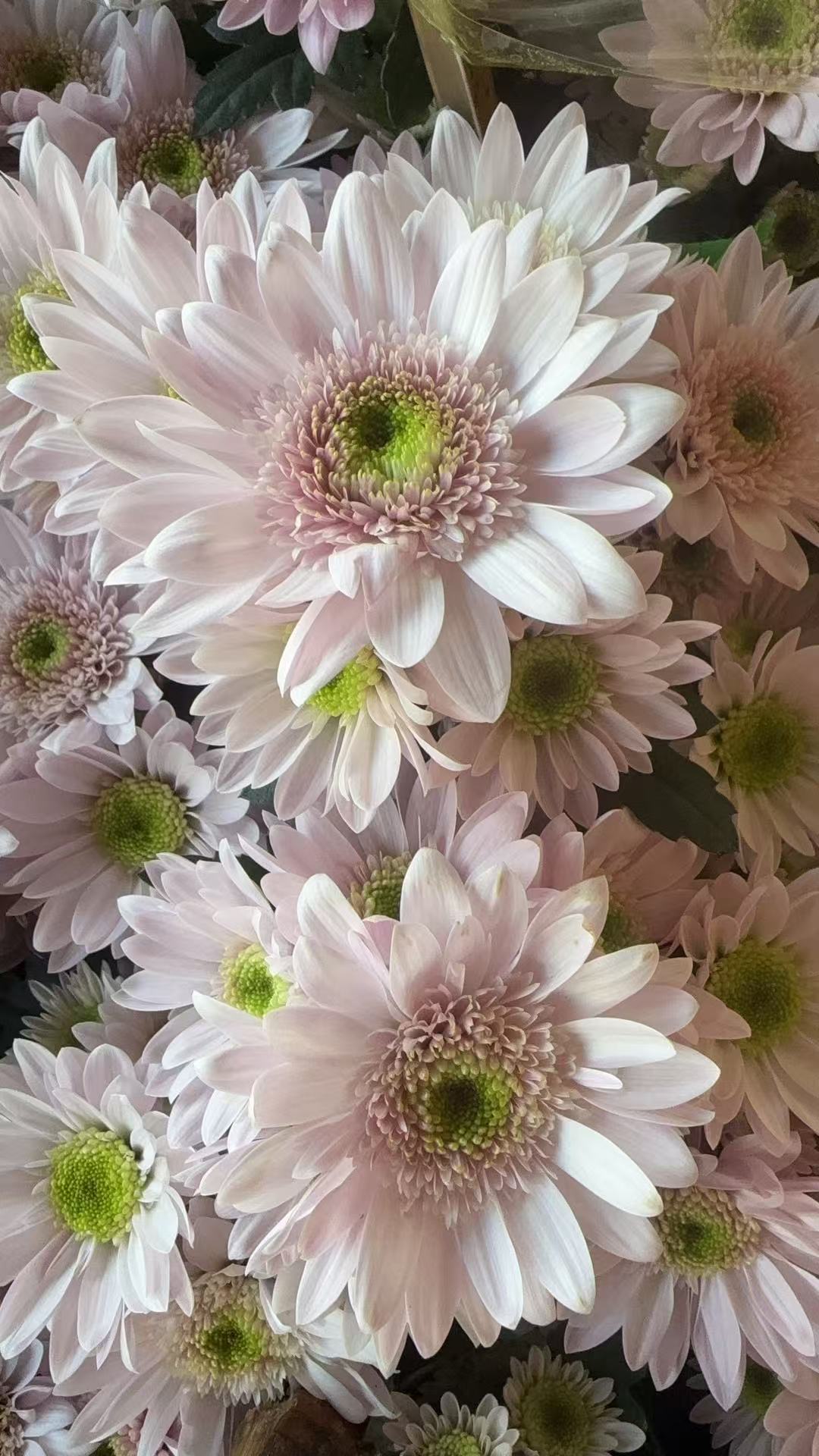 弥勒粉荷兰菊花卉盆栽室内外阳台好养