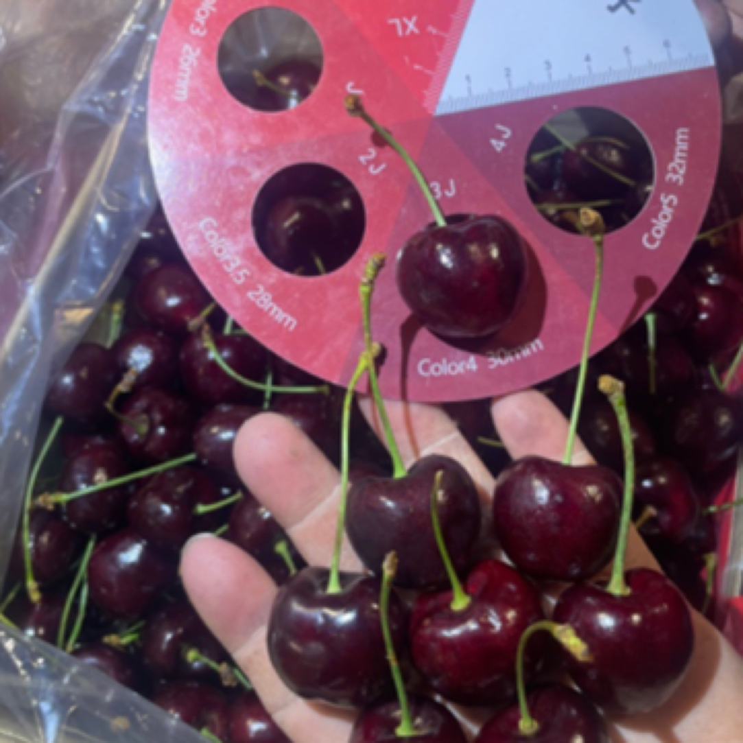 【茶朋精选】智利空运桑缇娜车厘子3J1-5斤（内附果径卡）桑提娜智利