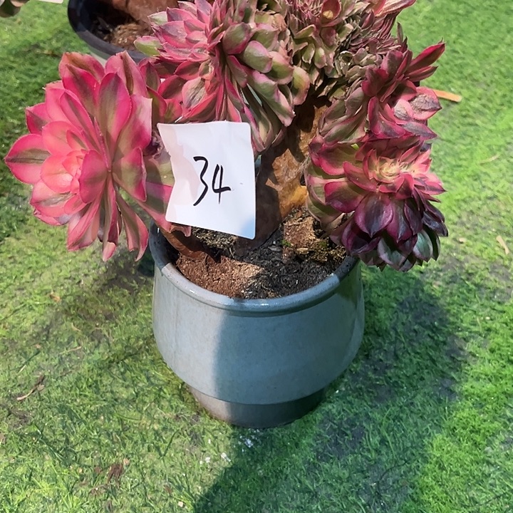 杨***姐34倾城缀化法师一颗