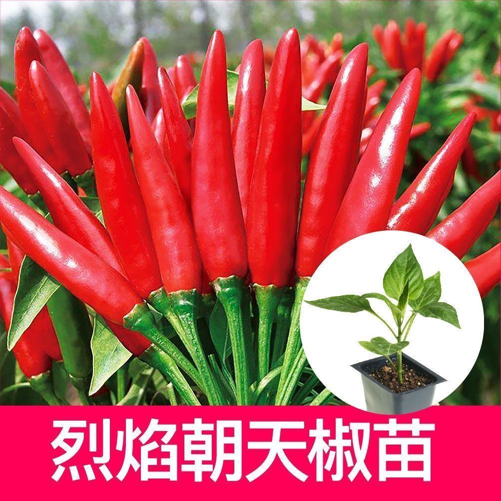 特辣超辣朝天椒苗农家四季种植蔬菜苗阳台庭院盆栽地栽种植易成活