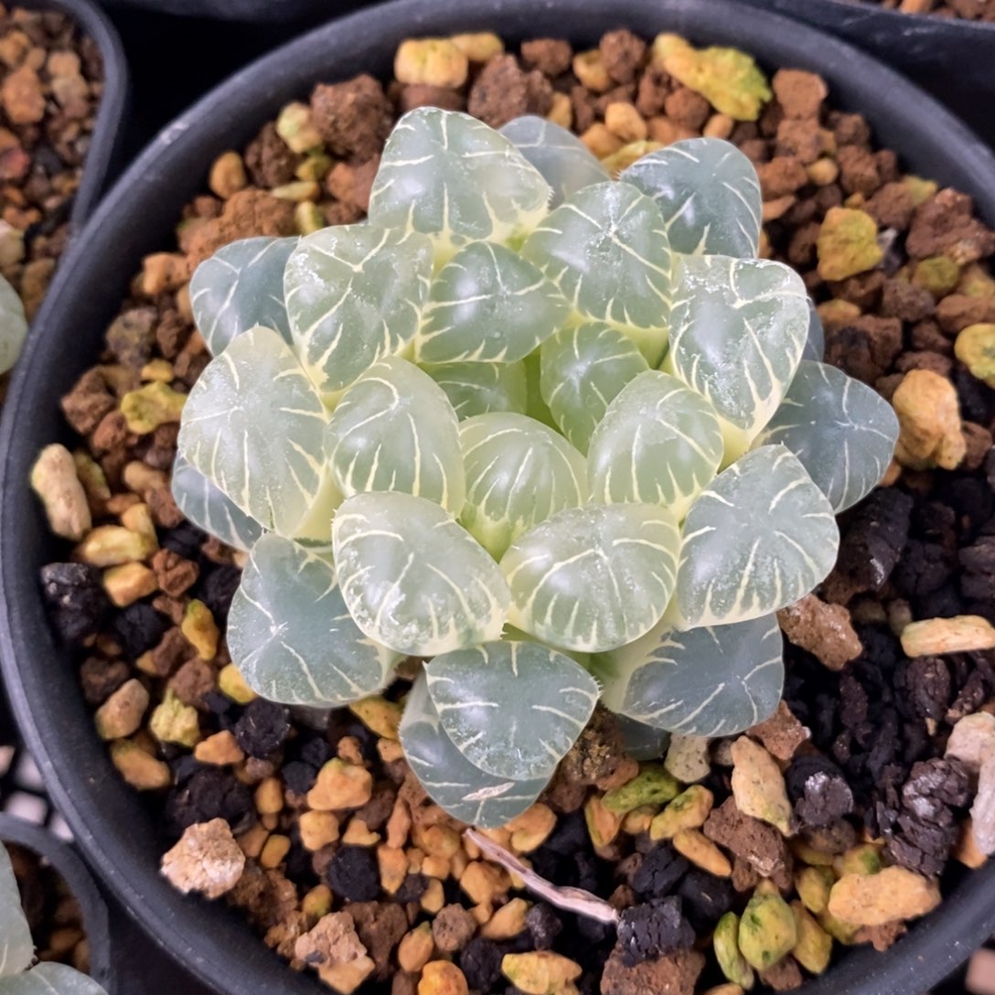 一颗糊斑湖水玉露锦 元旦福利