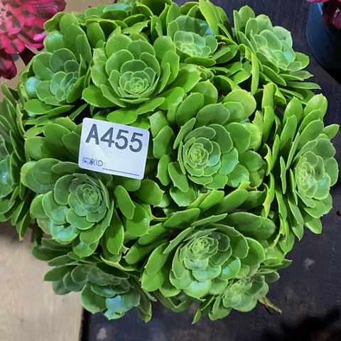 绿玫瑰455脱土发货