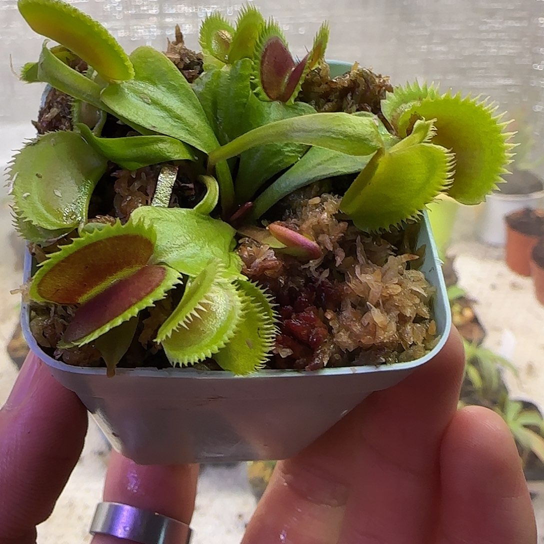 无花朵专拍红匕首捕蝇草