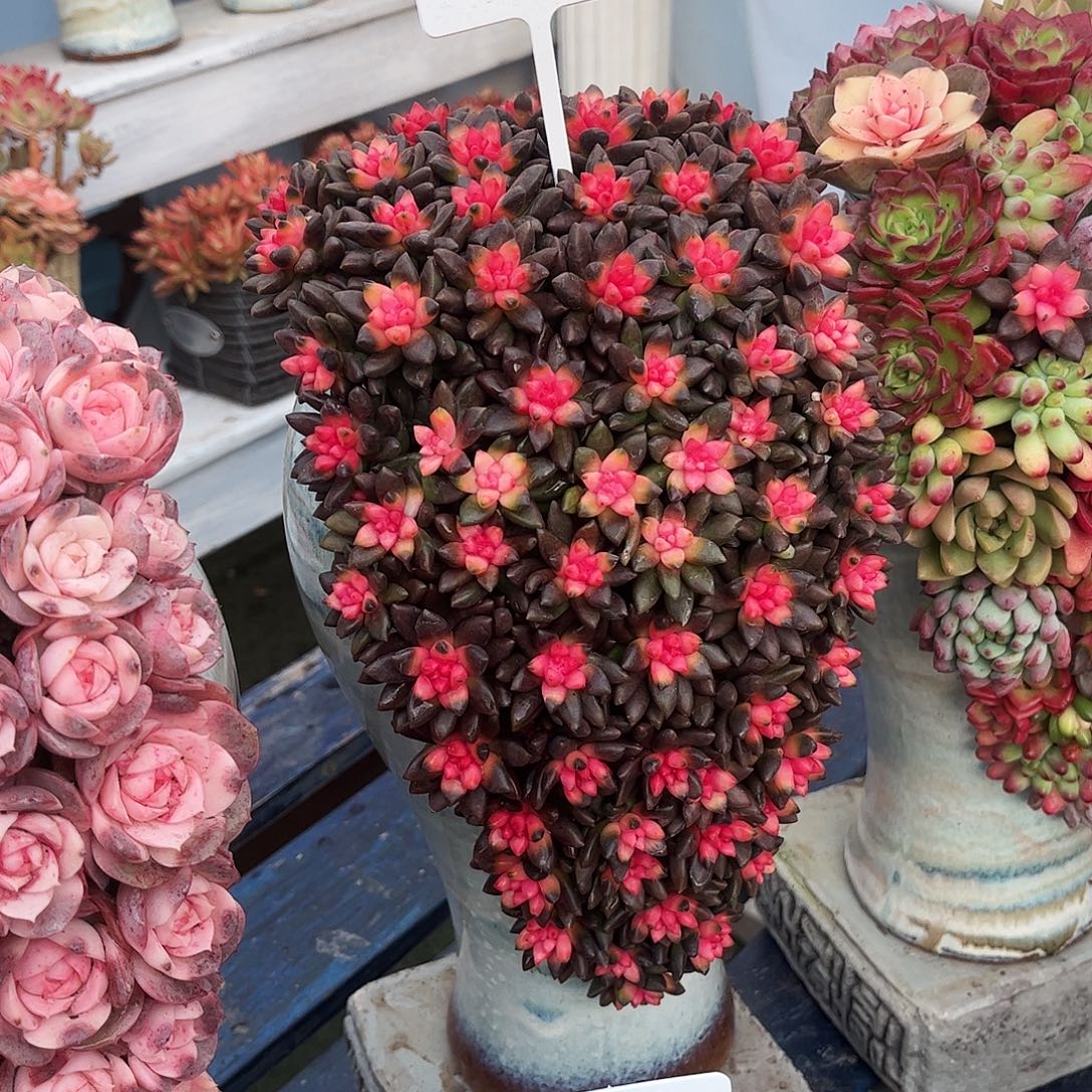 我是真的想031多肉