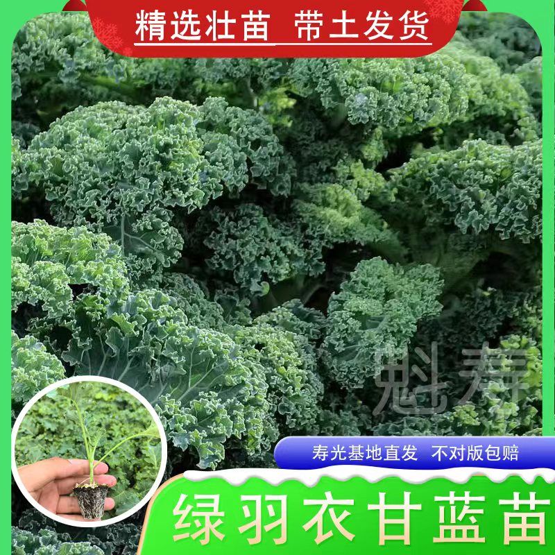 绿羽衣甘蓝苗秧紫白粉羽牡丹菜四季盆栽春秋耐寒叶高产绿蔬菜苗