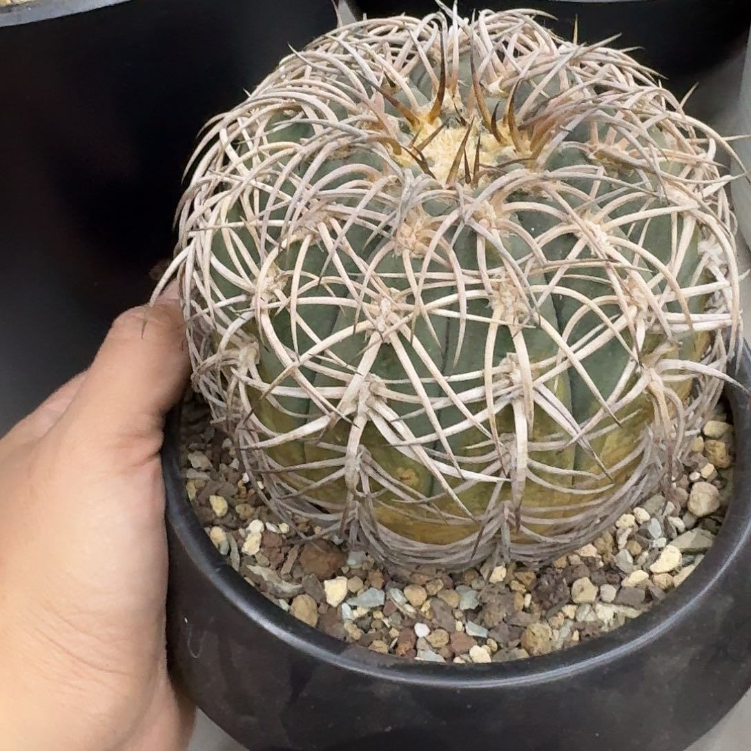 苗接自根九刺天平丸，伏刺