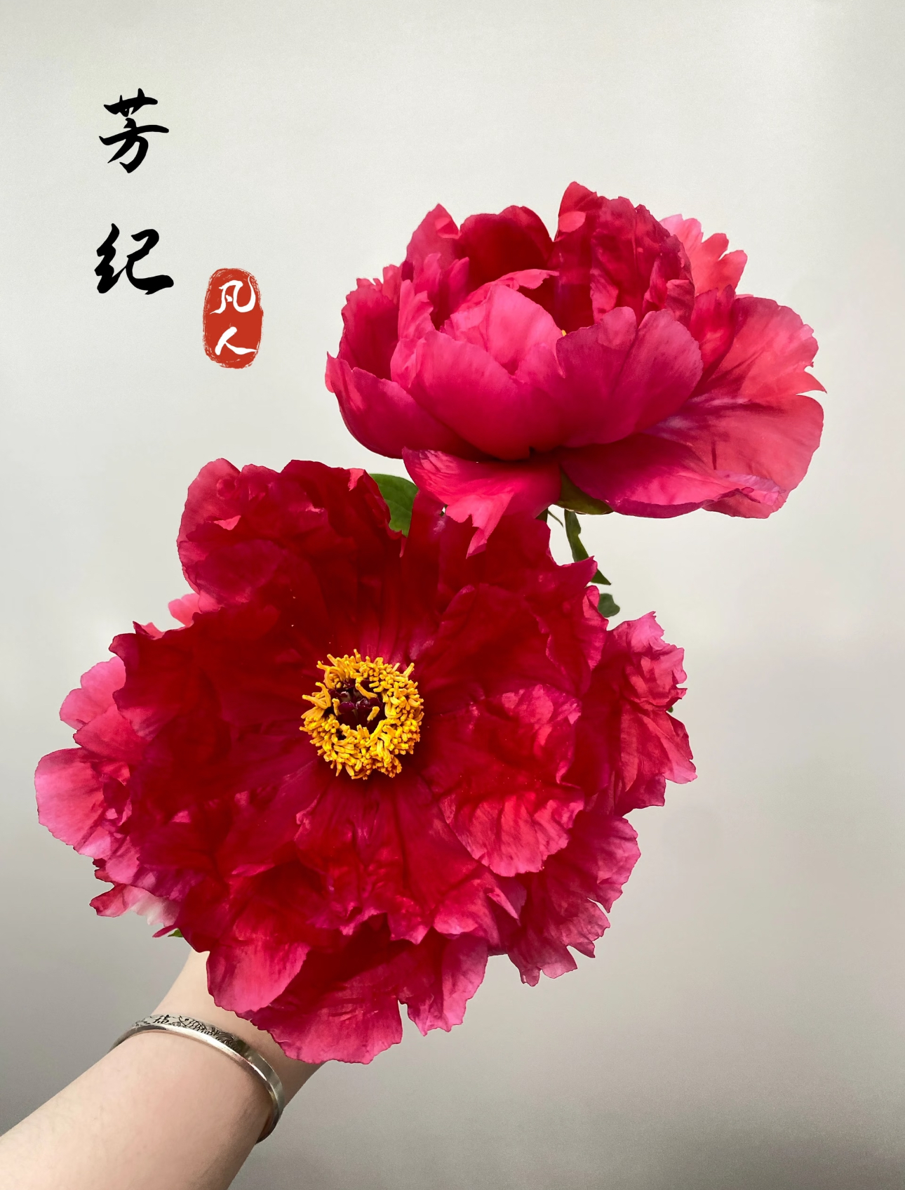 高端牡丹【芳纪】千层花瓣 香味浓郁 老苗 产地挖苗直发