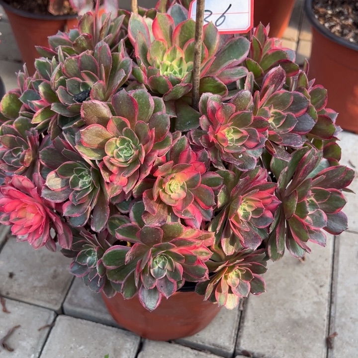 余***就黑膜锦多肉植物花匠