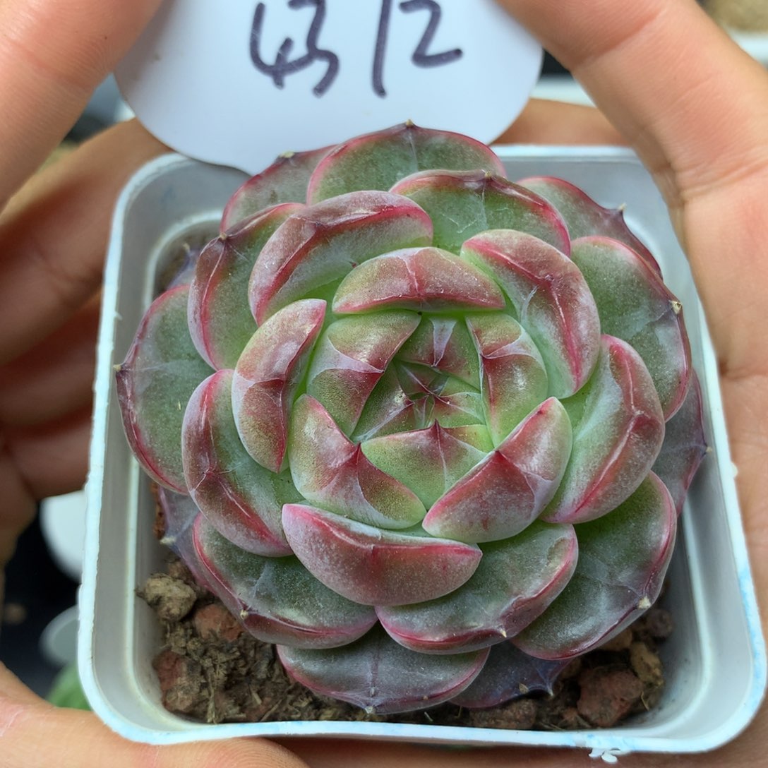 油透钻心珍妮4372