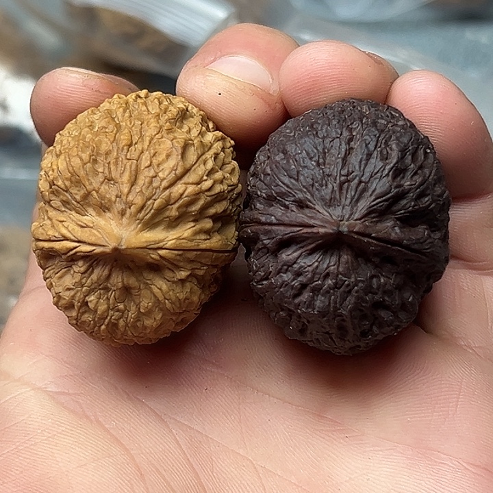 核桃34号铁狮子阴阳对40尺