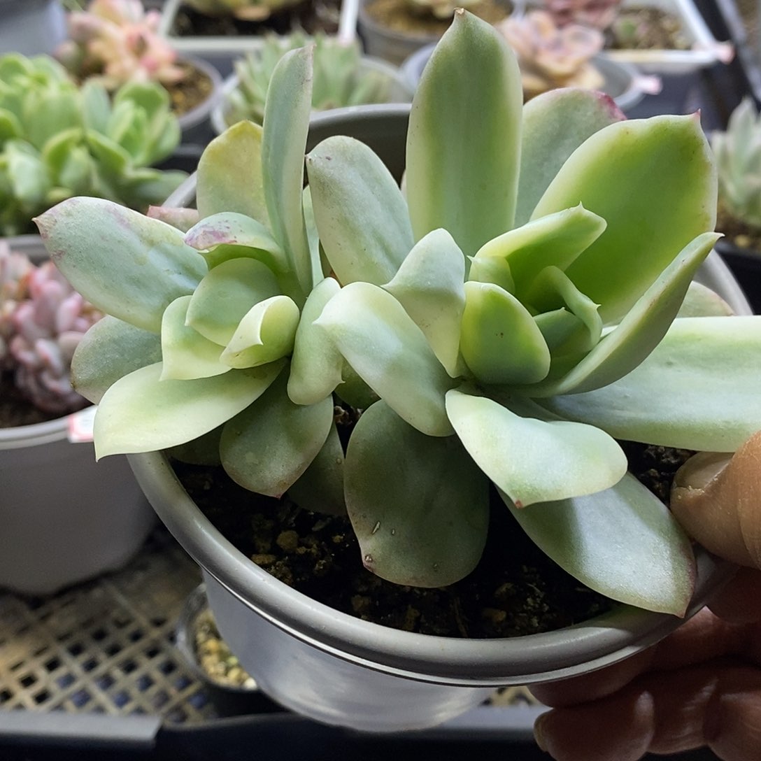 12171 小白龙覆轮锦多肉