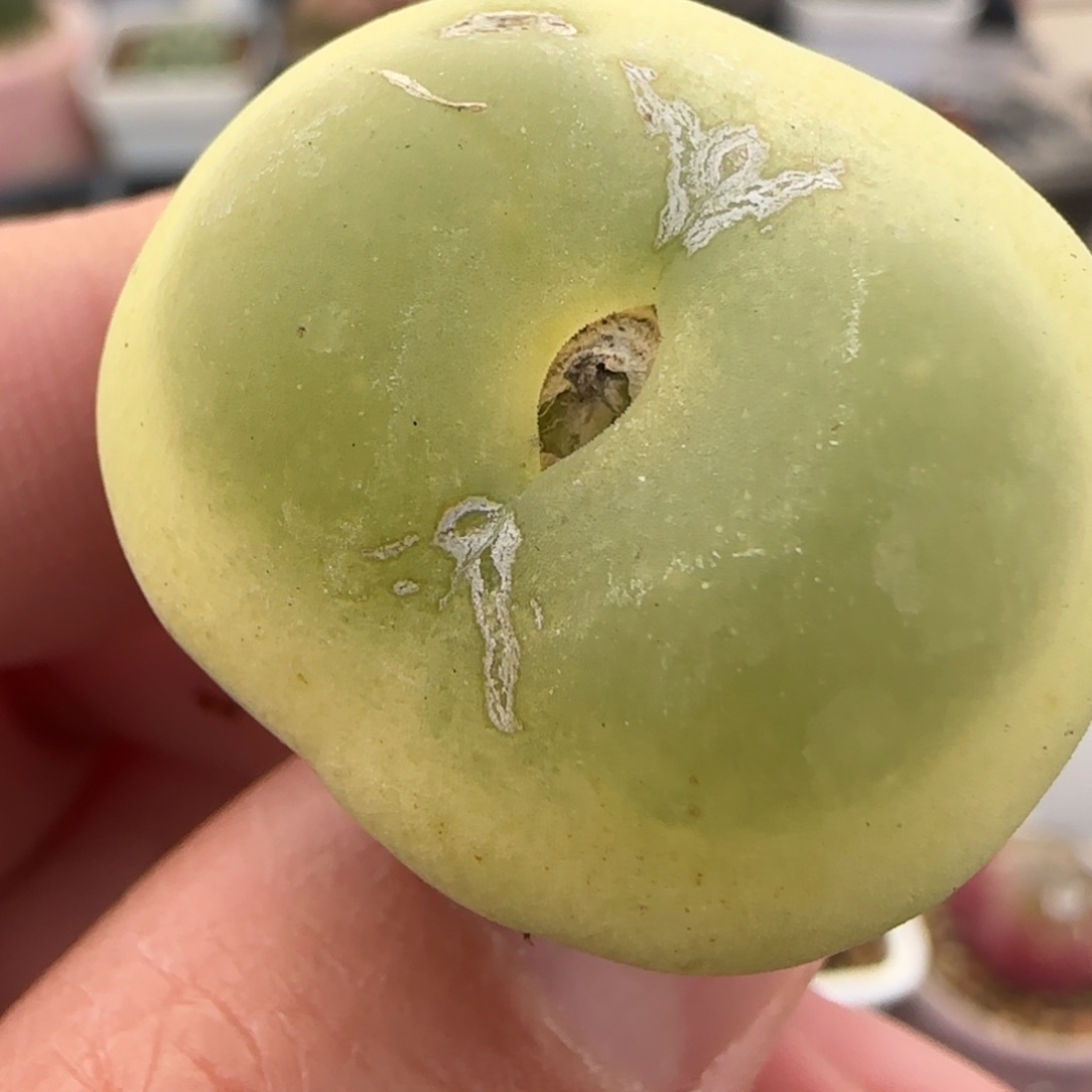 2.4号多肉拉登2.8公分27号