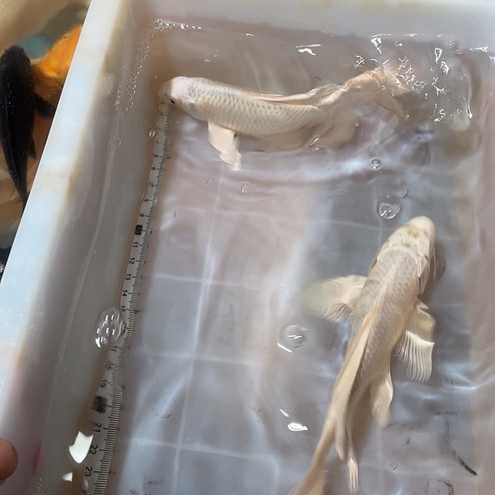 蝴蝶鲤鱼渔场直发72