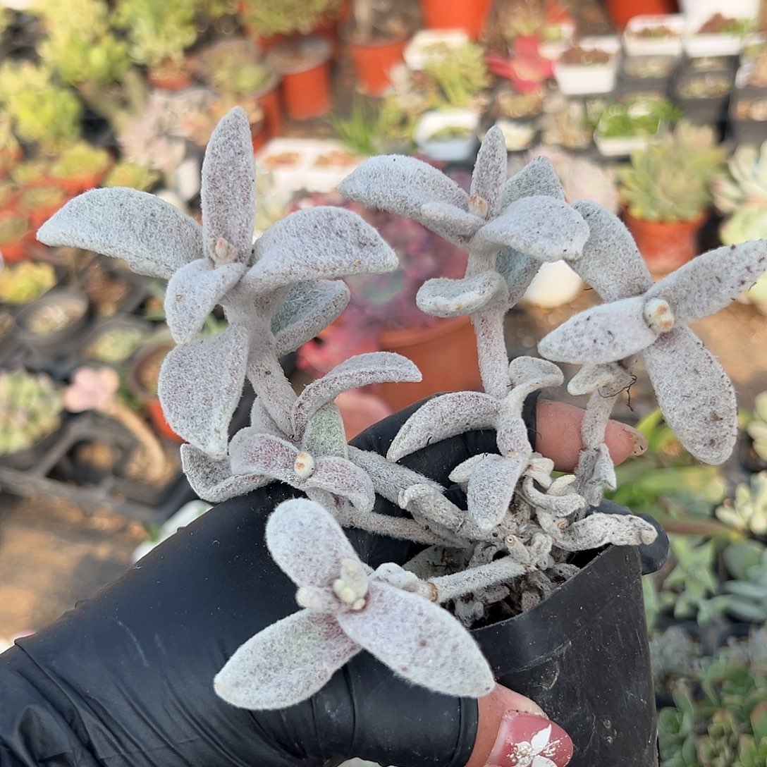 多肉植物多肉植物