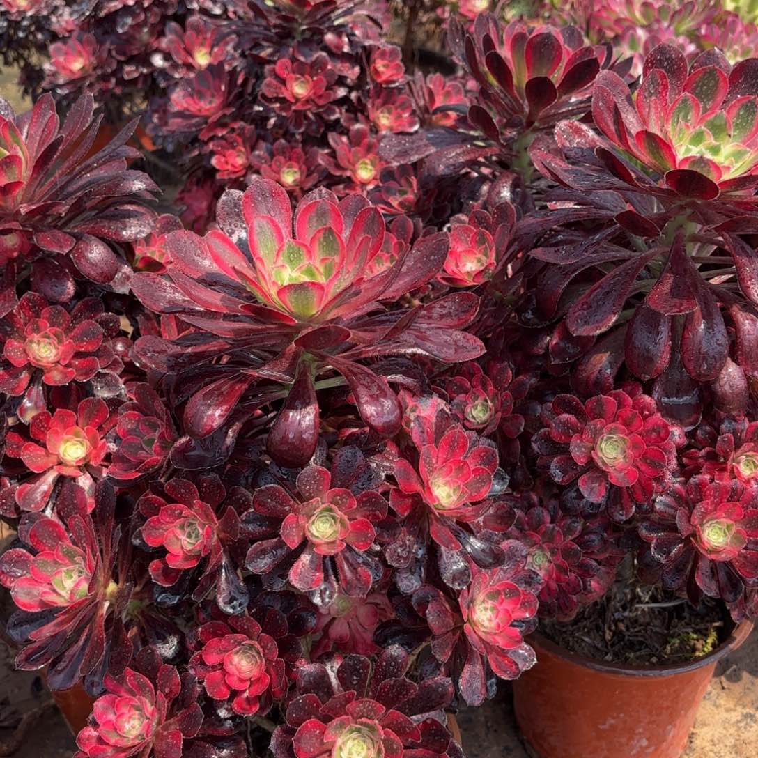 香奈儿木质老桩15.8法师