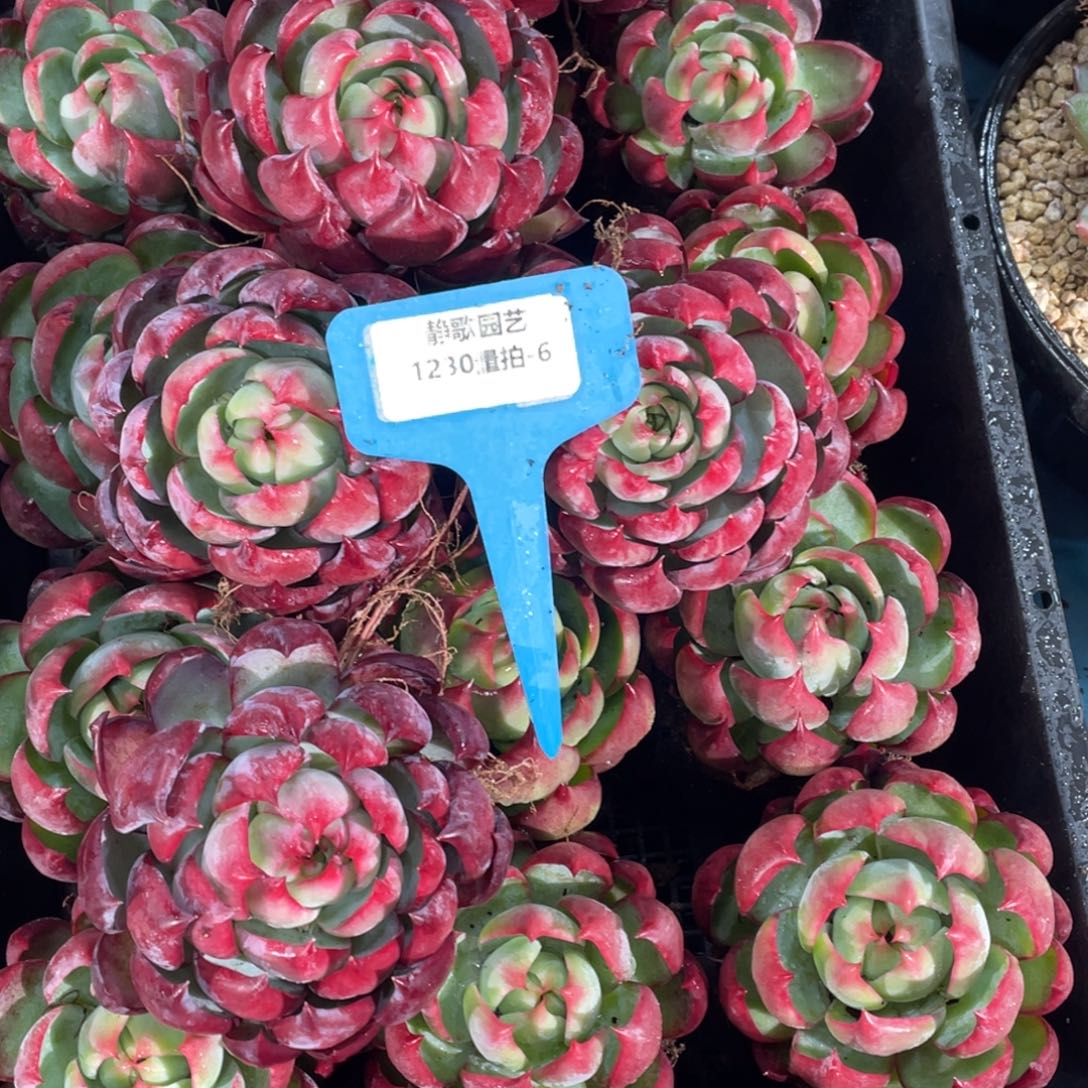 1230-6-惊鸿仙子大包子一颗