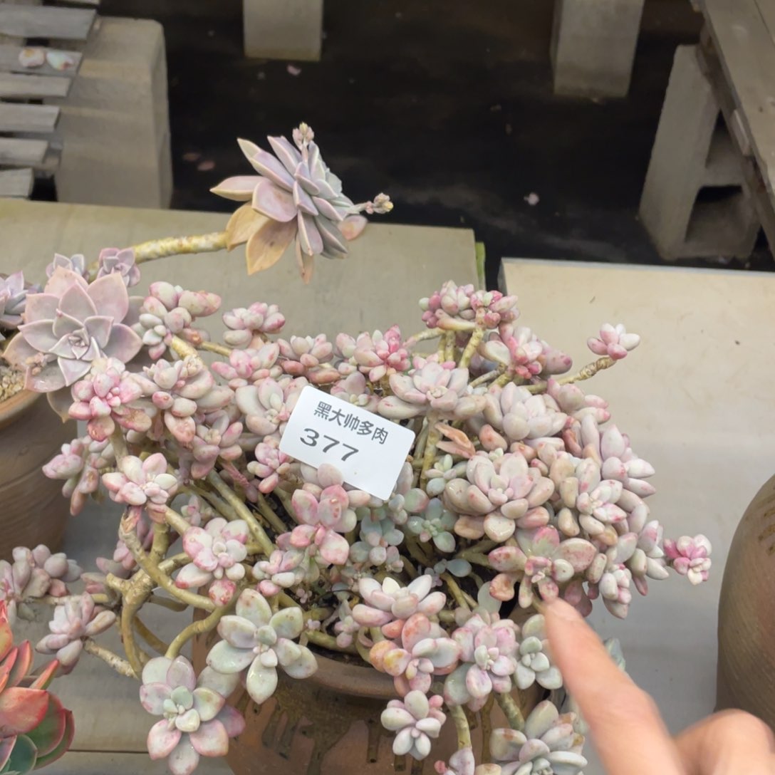 黑大帅多肉377艾伦