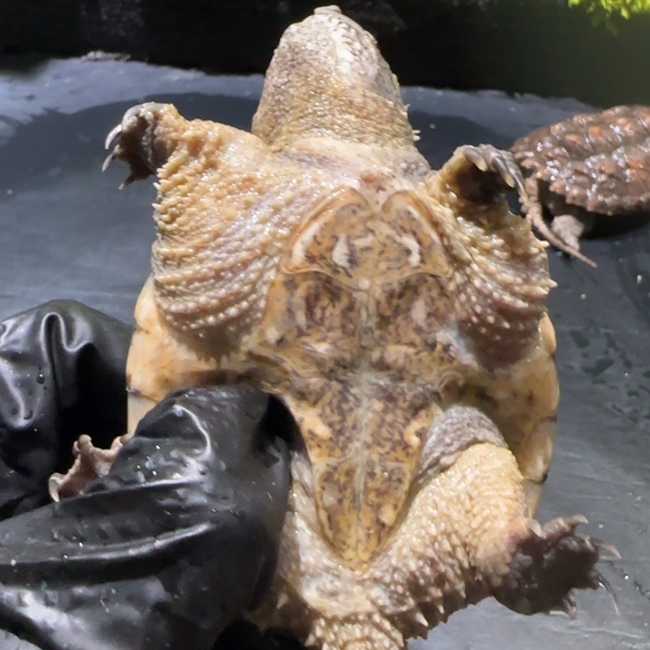 静***晨宠物龟母不分公母