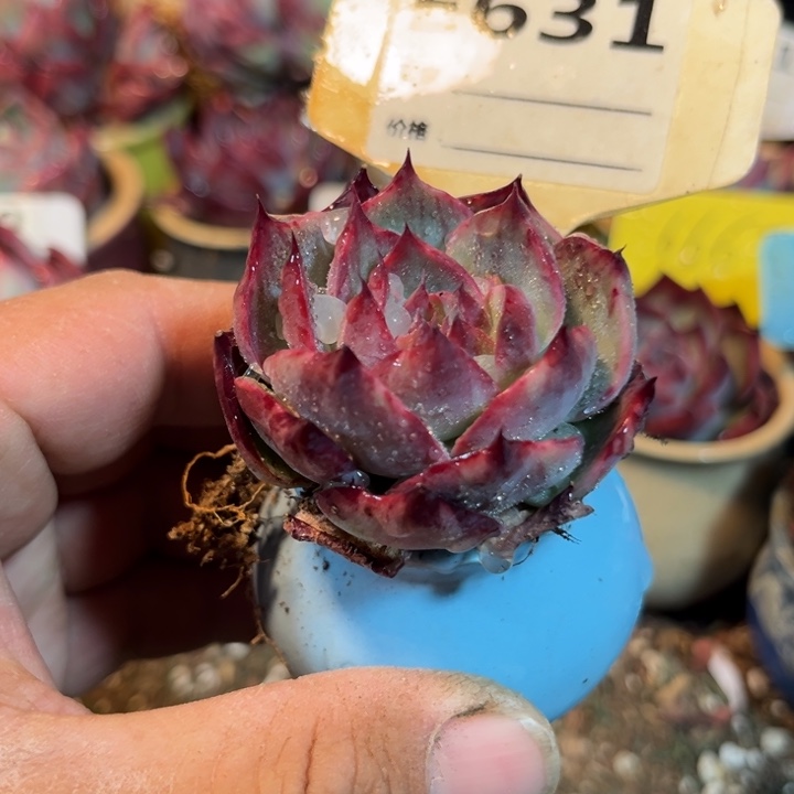 惊鸿一瞥631号多肉植物