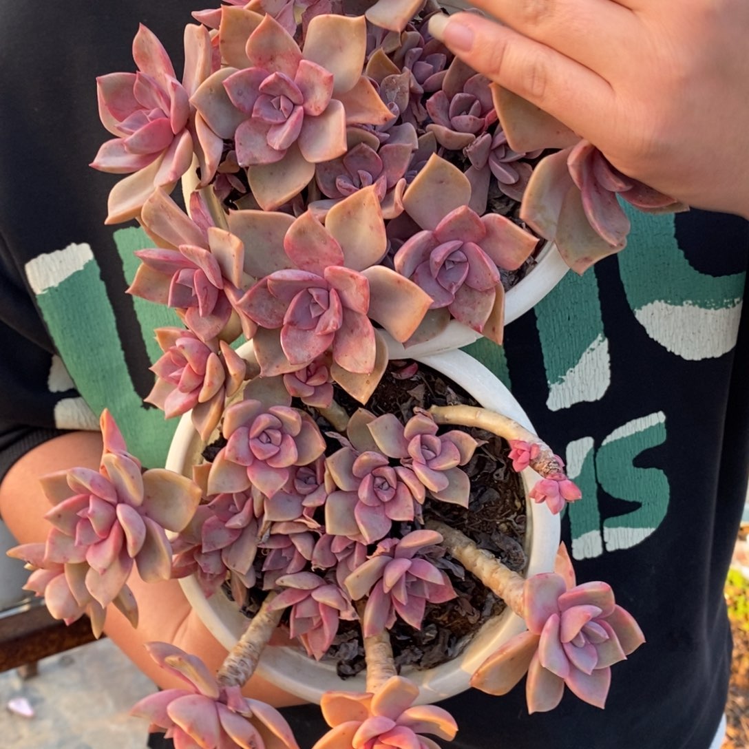 中国初恋整桩两盆