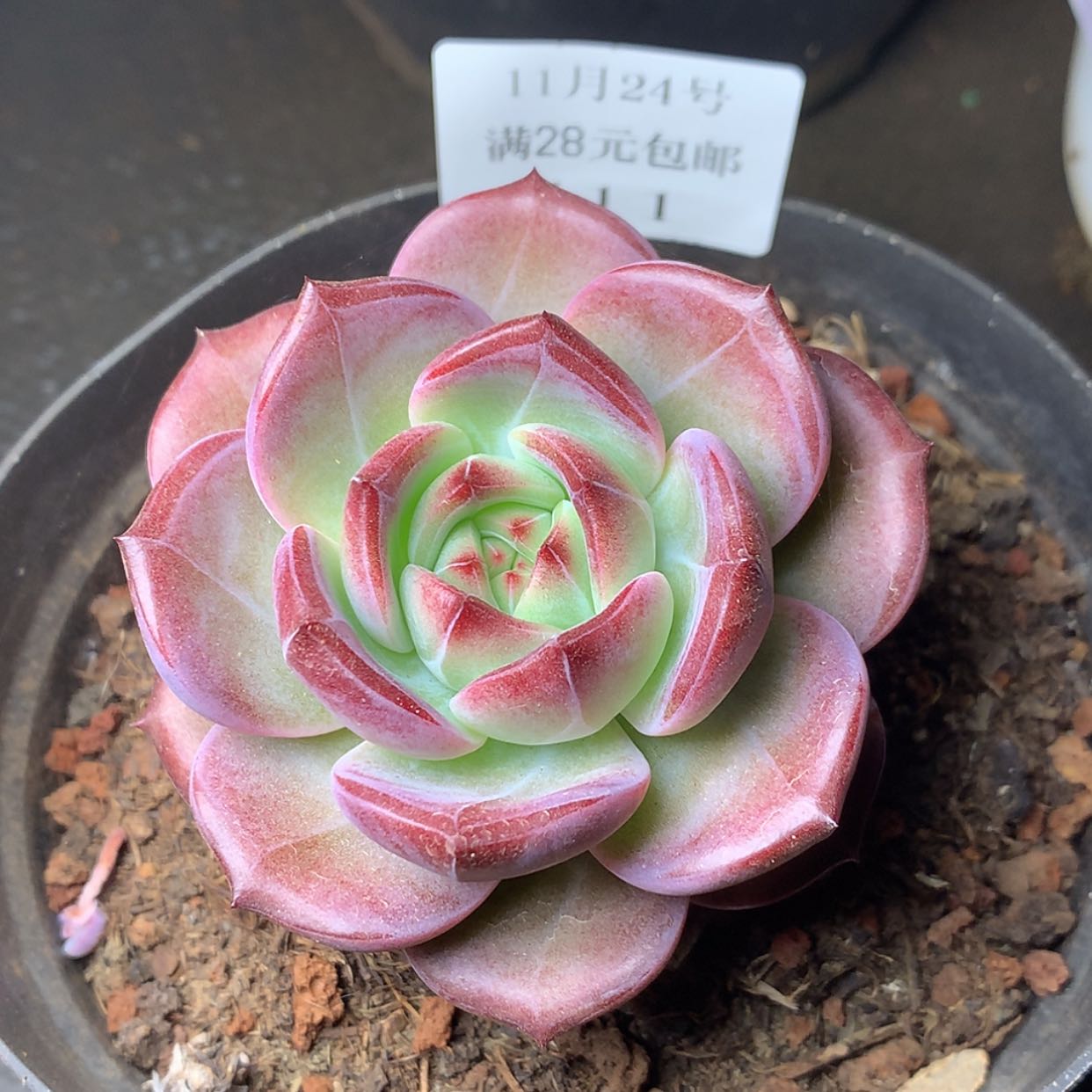 【闪购商品】云411号黑武士