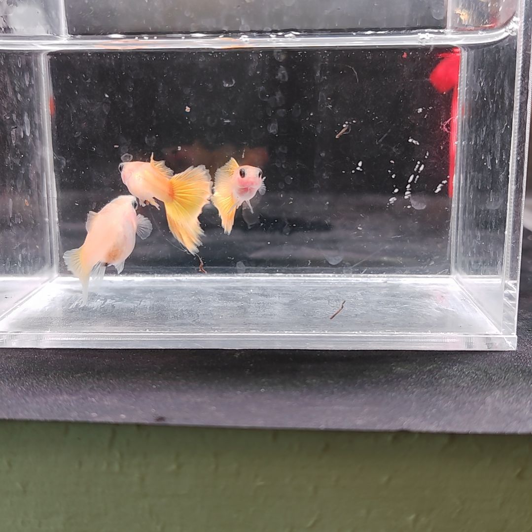 孔雀鱼编号45黄金玻璃猫