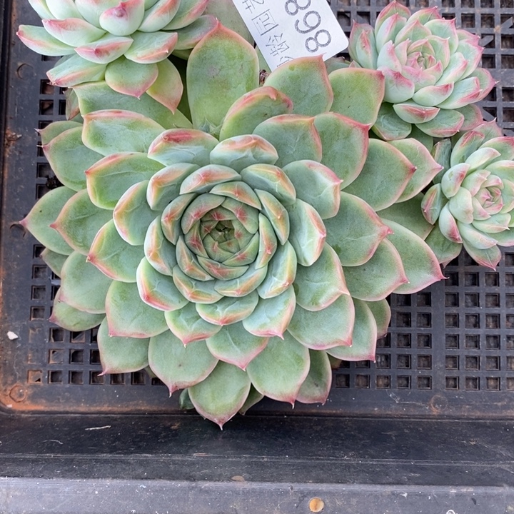 不***°8685杂交老桩，15厘米