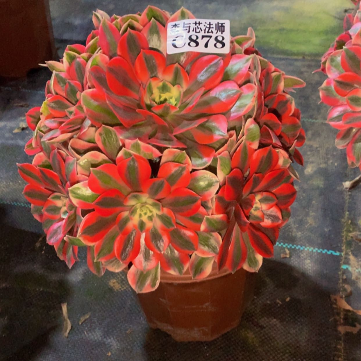 【闪购商品】878女妖