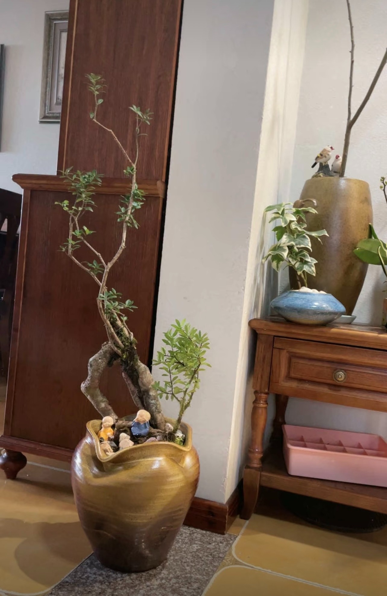 110-500链接附生植物茶室、办公室、客厅绿植