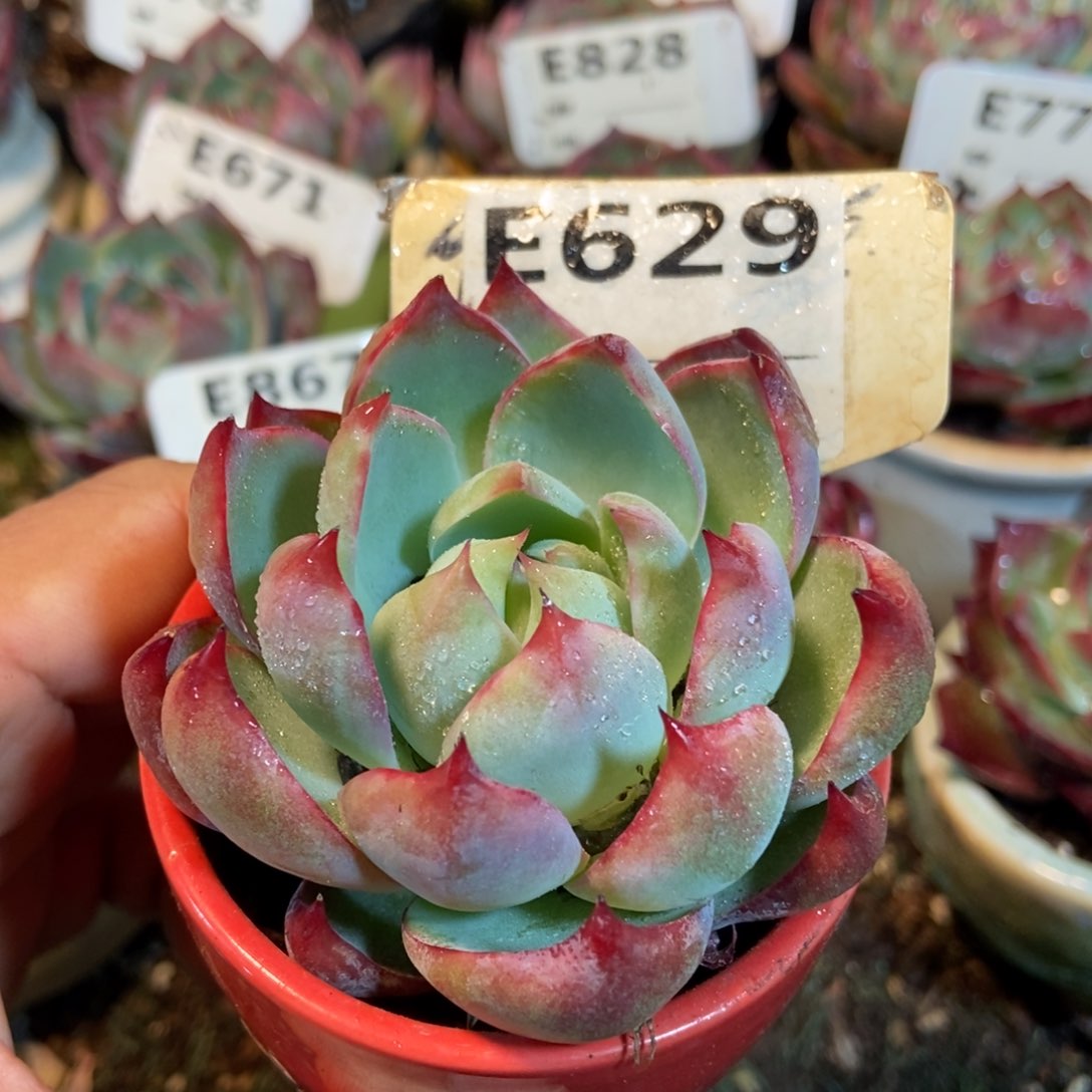 惊鸿一瞥629号楼多肉