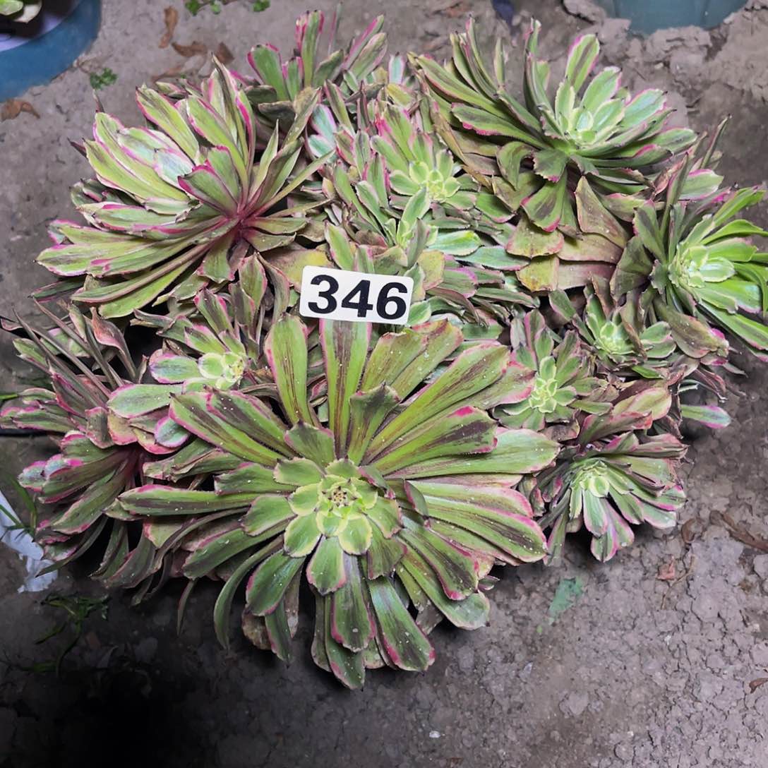 红陶粉袋法师13-29包邮法师