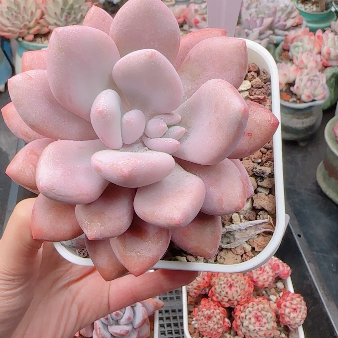 多肉植物8763…………