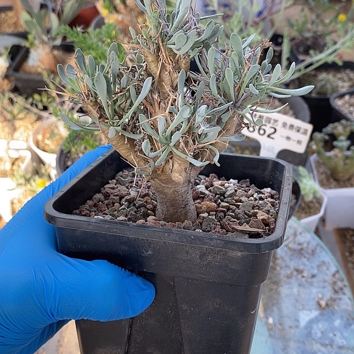 844黑鬼殿厚敦菊一一