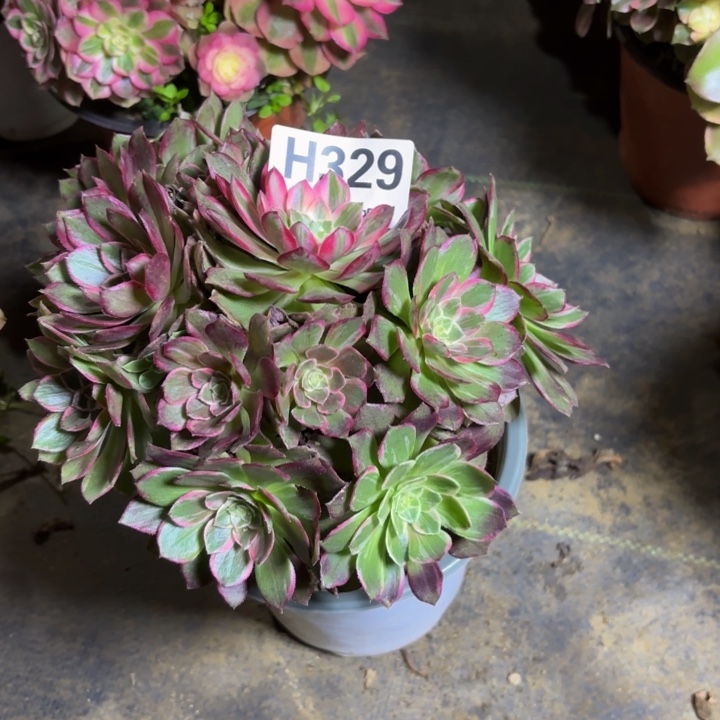 瑞妈，，，。。。329万花筒，