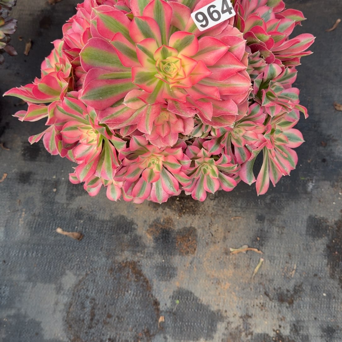 八***后964多肉植物粉女巫