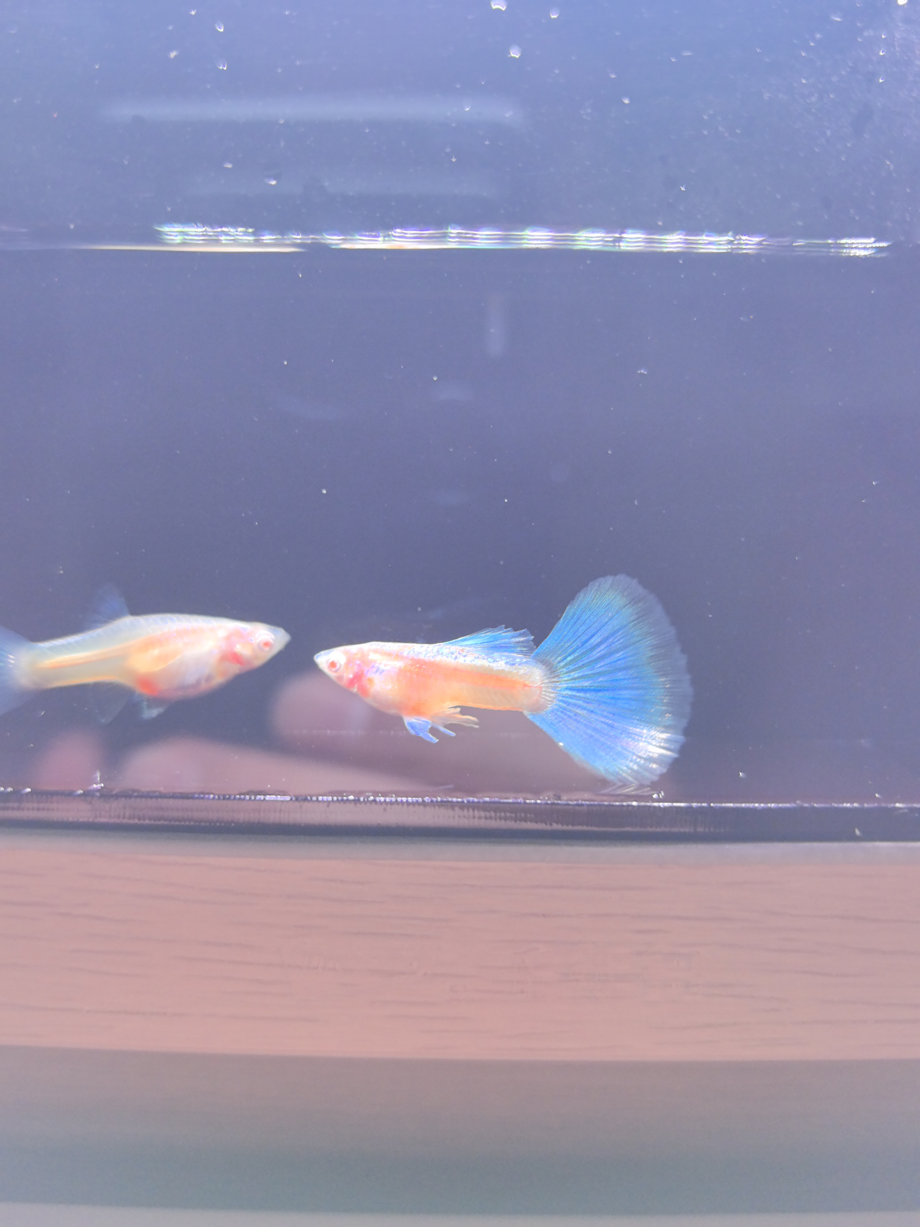 蓝白半月 精品孔雀鱼