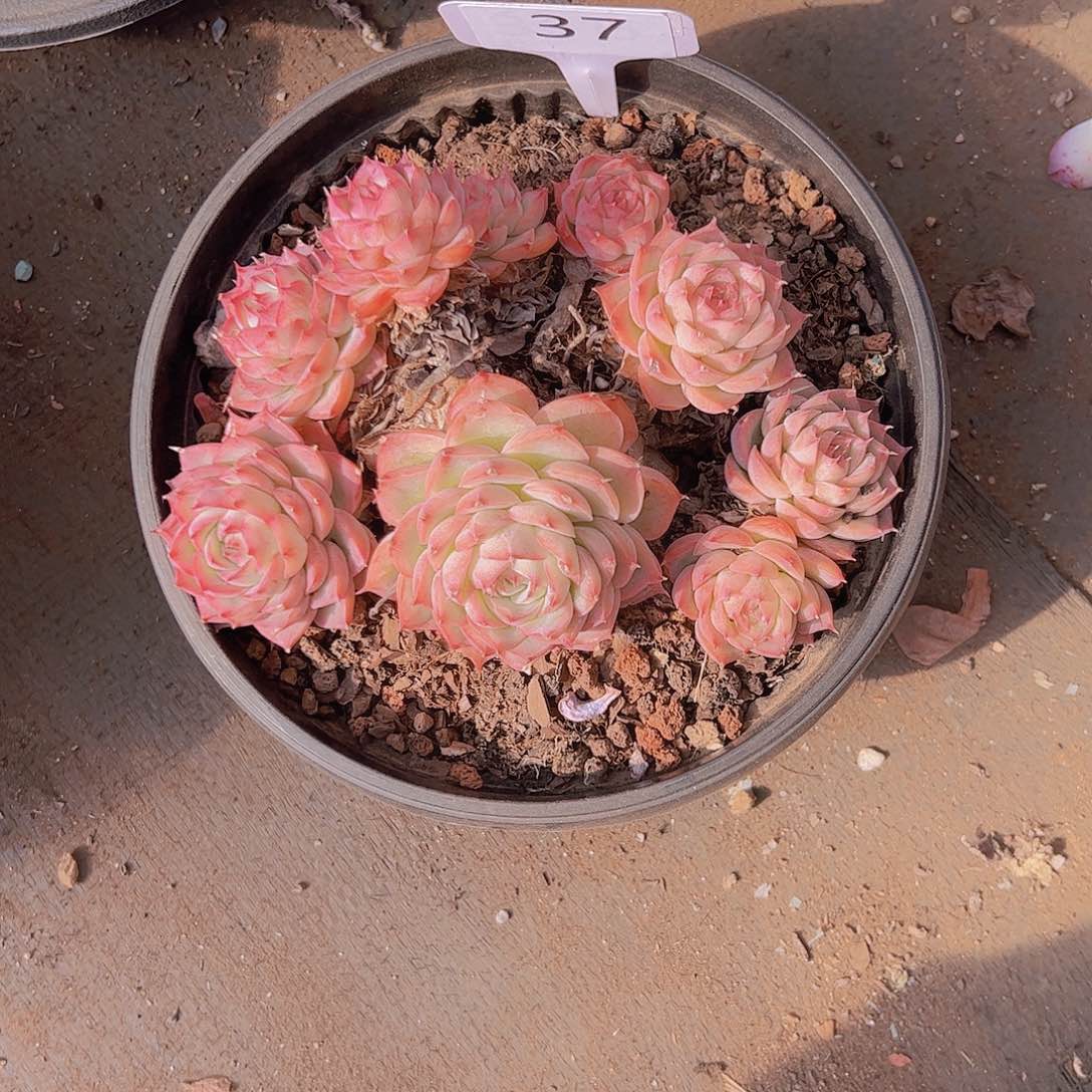 星*37水晶玫瑰10不售后