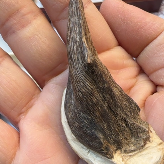 沉香摆件海南木鸡仔4.7克