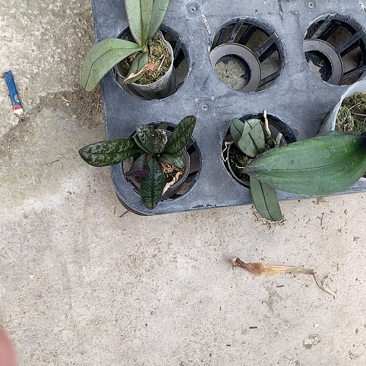 当前无花栽培后可以开花双头冠军西