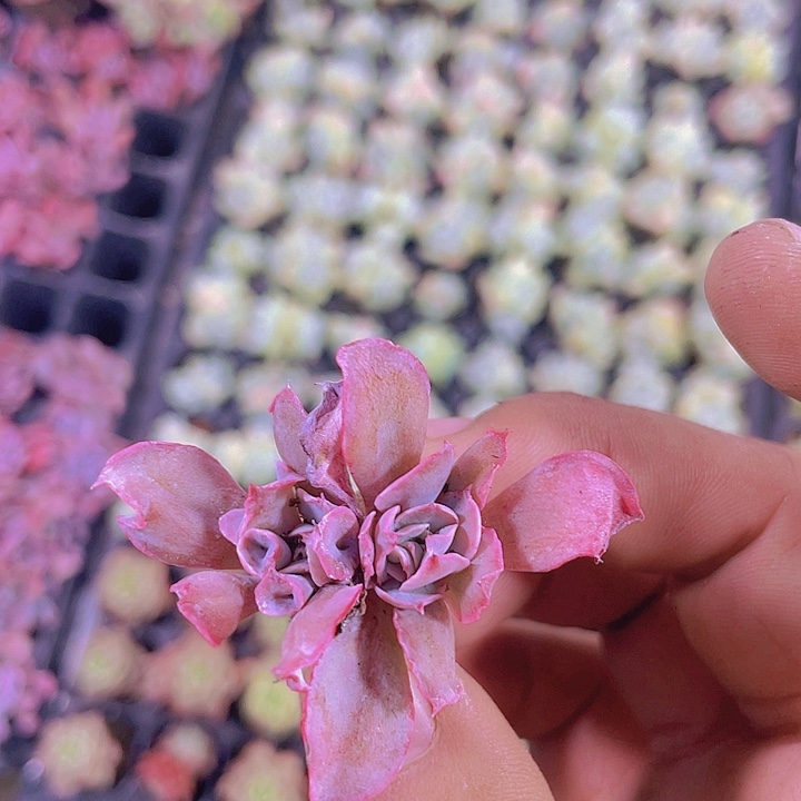 猪鼻子【满10颗包邮】