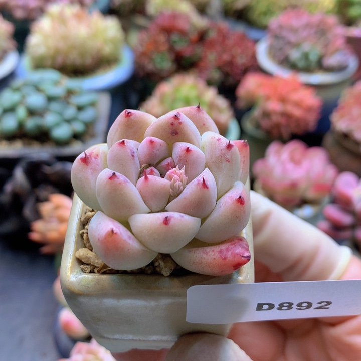 一物一拍含盆土满38包邮D892