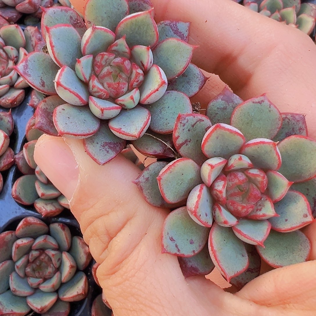 烟火向日葵5颗苗多肉