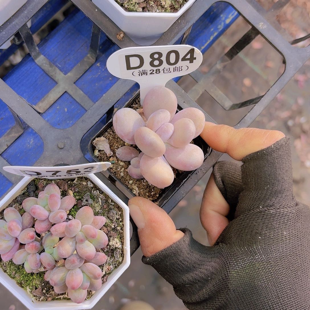 D804日系蛋黄一物一拍