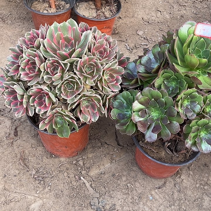 846多肉植物组合，