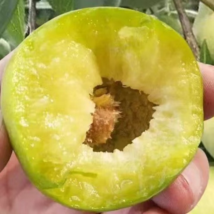 蜂糖李子树树苗嫁接新品种耐寒大红袍李子早熟盆栽南北方种植果树