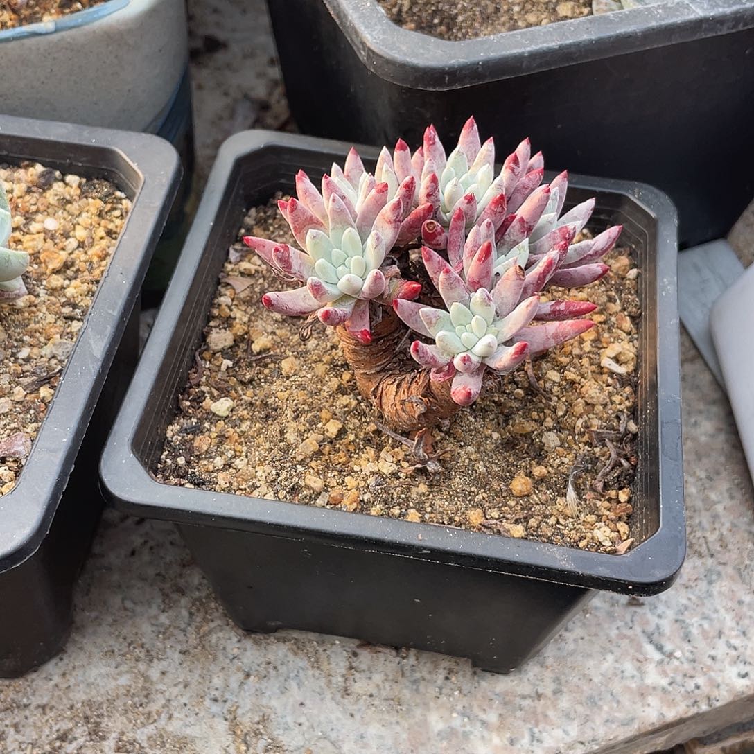 晨溪园艺仙女杯呀