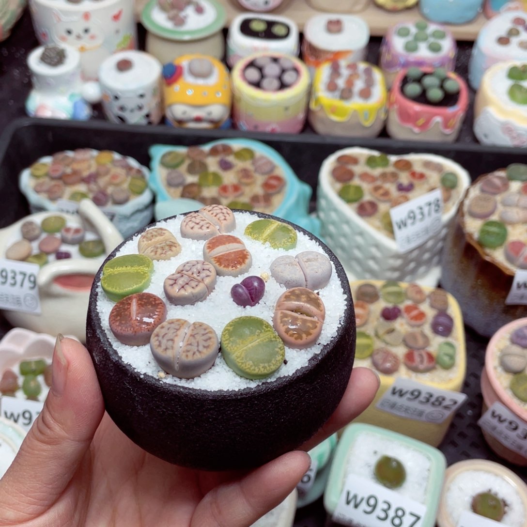 w9398 -零下地区拍保温箱 -15支持寄养