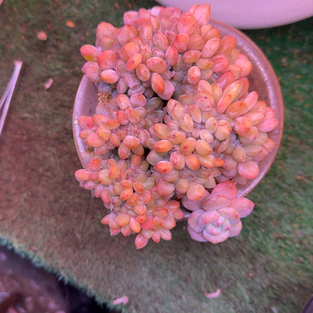 星影缀化无砍多肉